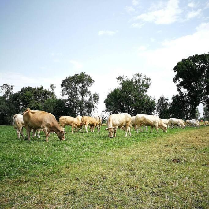 Gite A La Ferme De La Bouriette Revel  Exteriér fotografie